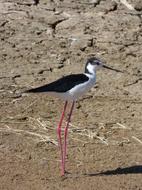 Himantopus Black-Winged
