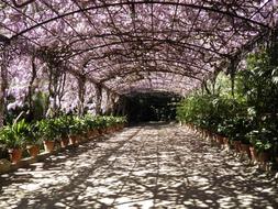 floral arch in the garden