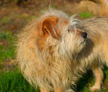 orange dog park