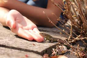 small lizard crawling on the arm