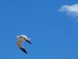 Seagull Audouin'S Gull Ichthyaetus