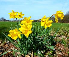 garden beautiful flowers yellow