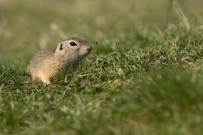 gopher runs on green grass