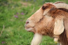 Billy Goat Goatee Animal