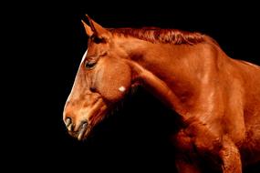 goodly Horse Brown Portrait