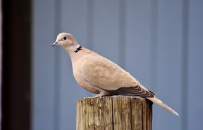 beige dove sits on a log