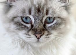 photo of a smoky cat with blue eyes