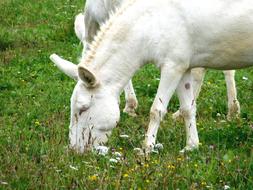 Wise Donkey