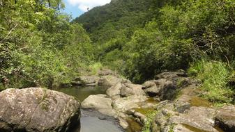 green trees with rocks on the cliff