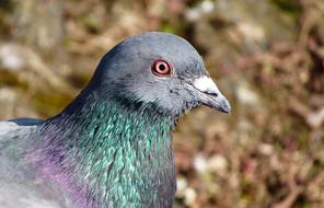 Profile portrait of the beautiful, gray, green and violet pigeon