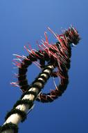 Maypole Spring Tradition
