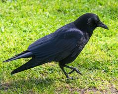 ravishing Bird Spring Black