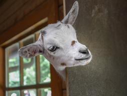 amazingly beautiful Goat face