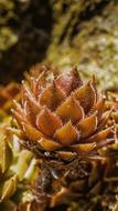 Ground Cover Cactus