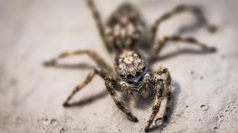Wolf spider macro