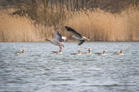 goodly Geese Greylag