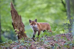 Beautiful and colorful, young fox among the plants