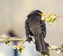 black bird sits on a flowering tree branch