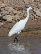 waterfowl white stork