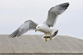 Animal Beach Sea Gull