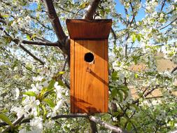 wooden birdhouse on apple tree