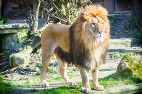 perfect Lion Big Cat in zoo