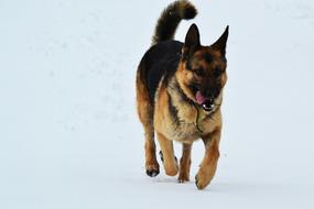 amazingly beautiful Dog Winter Snow