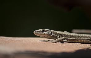 Lizard Reptile Black