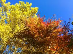 Autumnal Leaves Maple