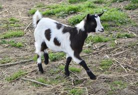 funny walking goat