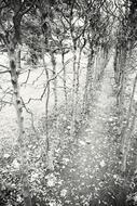 Away Trees Empty