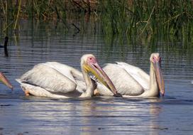 Bird Great White Pelican Pelecanus