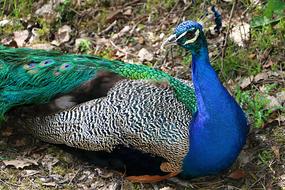 Peacock Montemor
