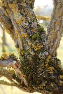 Elderberry Shrub Trunk