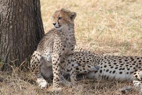 goodly Cheetah Africa Safari