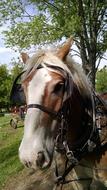 perfect Amish Horse Farm