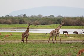 impressively beautiful Giraffe Africa