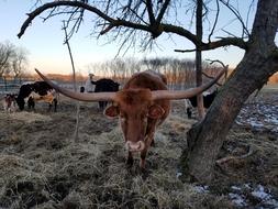 Texas Longhorn Cattle Cow