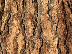 Tree Wood Bark background