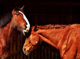 Horses Friendship Horse Stable