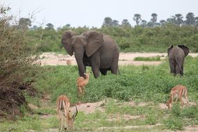 Elephant Safari and deer