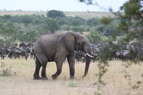 Wild elephants in kenya