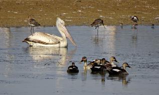 Pelican Bird and Ducks
