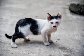 Beautiful and cute, black and white kitten runs along the street