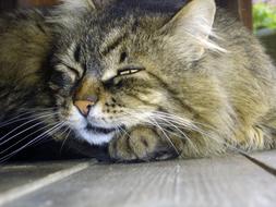 Cat Nature Domestic