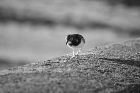 Bird Plover