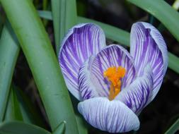 Crocus Spring Early Bloomer