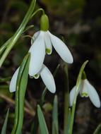 white snowdrops in the grass