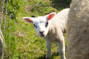 white lamb on a sunny day close up