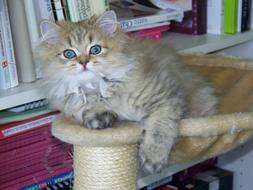 fabulous Cat Persian Golden